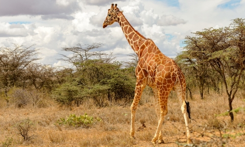 Safari Kenya si plaja Mombasa - Hotel Severin Sea Lodge 4*, karpaten.md, 2
