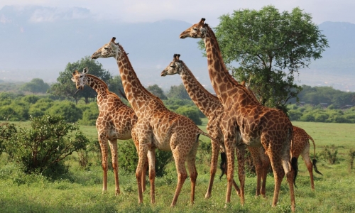 Safari Kenya si plaja Mombasa - Hotel Pinewood Beach Resort 4*, karpaten.md