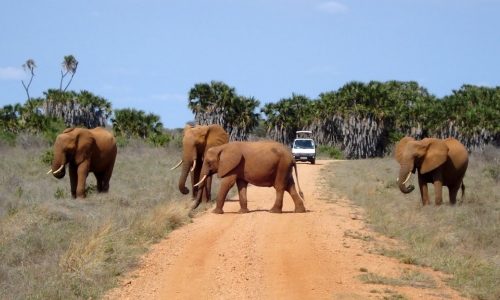 Safari Kenya si plaja Mombasa - Hotel Pinewood Beach Resort 4*, karpaten.md, 2